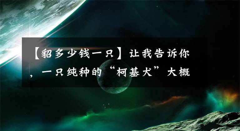 【貂多少钱一只】让我告诉你，一只纯种的“柯基犬”大概多少钱，别买贵了