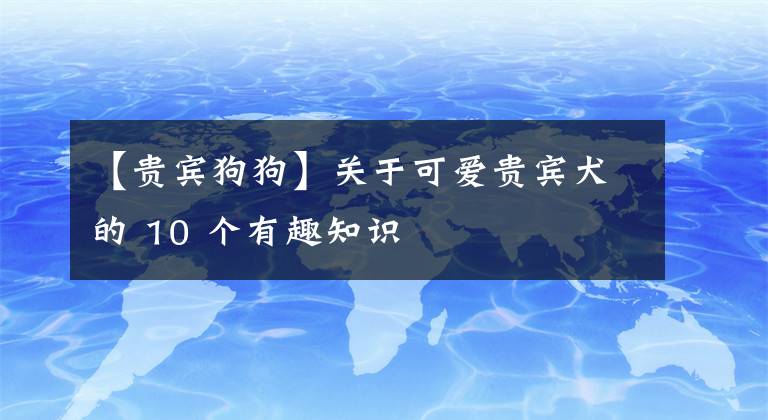 【贵宾狗狗】关于可爱贵宾犬的 10 个有趣知识