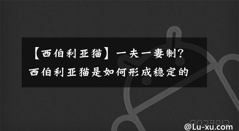 【西伯利亚猫】一夫一妻制？西伯利亚猫是如何形成稳定的家庭观念的？