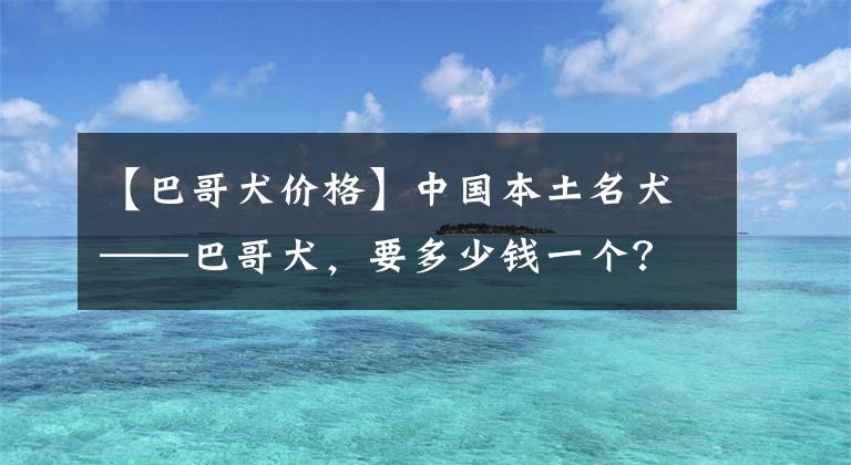 【巴哥犬价格】中国本土名犬——巴哥犬，要多少钱一个？