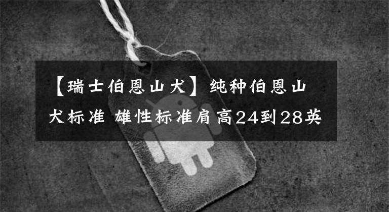 【瑞士伯恩山犬】纯种伯恩山犬标准 雄性标准肩高24到28英寸