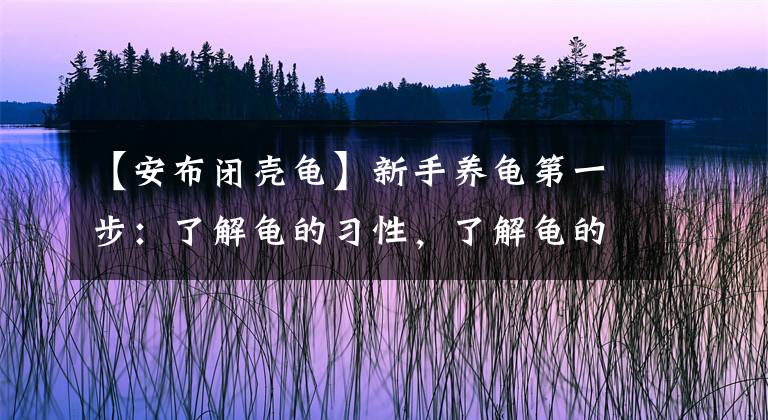 【安布闭壳龟】新手养龟第一步：了解龟的习性，了解龟的价格，养合适自己的乌龟