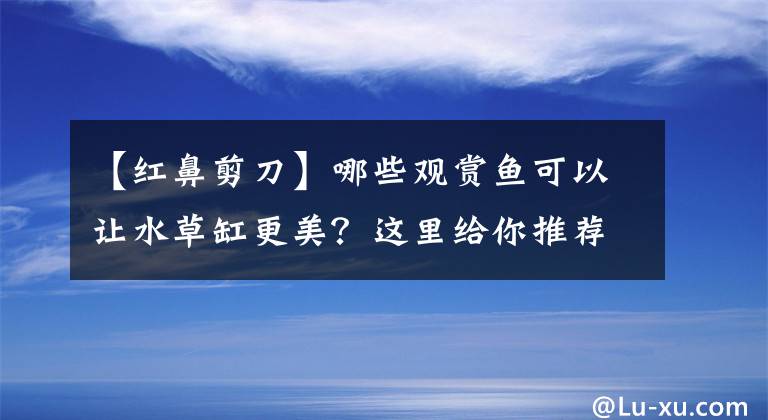 【红鼻剪刀】哪些观赏鱼可以让水草缸更美？这里给你推荐几种，高颜且易养