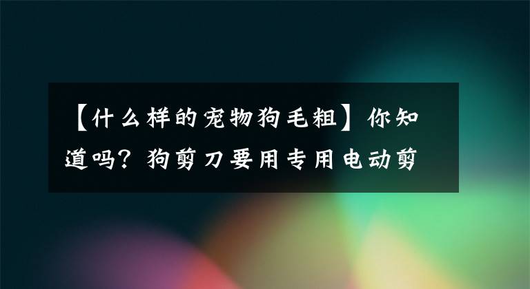 【什么样的宠物狗毛粗】你知道吗？狗剪刀要用专用电动剪刀！