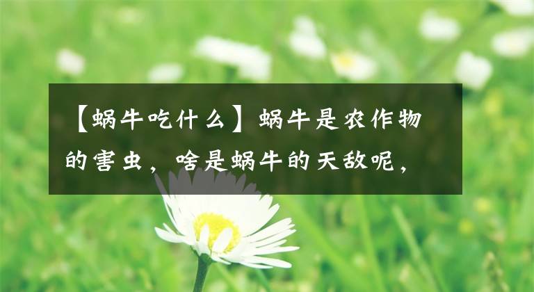 【蜗牛吃什么】蜗牛是农作物的害虫，啥是蜗牛的天敌呢，老农说是萤火虫