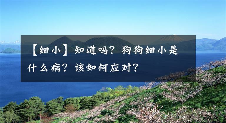 【细小】知道吗？狗狗细小是什么病？该如何应对？