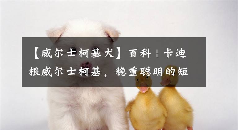 【威尔士柯基犬】百科 | 卡迪根威尔士柯基，稳重聪明的短腿牧牛犬