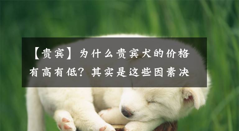 【贵宾】为什么贵宾犬的价格有高有低？其实是这些因素决定的，你买贵了吗