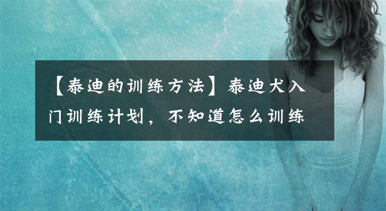 【泰迪的训练方法】泰迪犬入门训练计划，不知道怎么训练的，可以看过来！