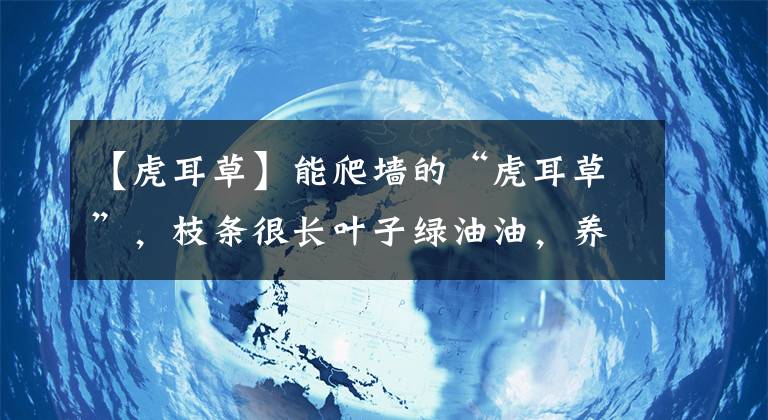 【虎耳草】能爬墙的“虎耳草”，枝条很长叶子绿油油，养在院子中超好看