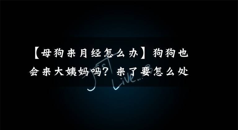 【母狗来月经怎么办】狗狗也会来大姨妈吗？来了要怎么处理？能采取措施吗？