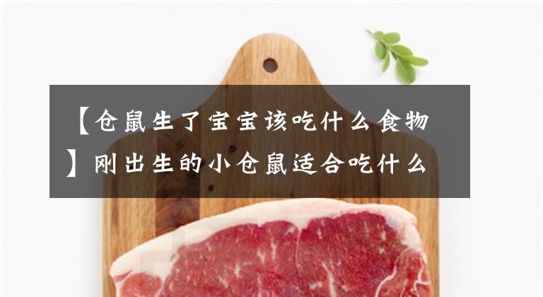 【仓鼠生了宝宝该吃什么食物】刚出生的小仓鼠适合吃什么？