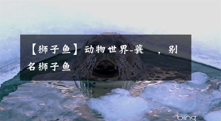 【狮子鱼】动物世界-蓑鲉，别名狮子鱼