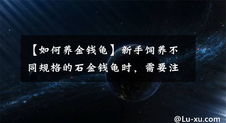 【如何养金钱龟】新手饲养不同规格的石金钱龟时，需要注意哪些事项？如何饲养？