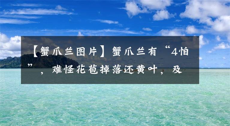 【蟹爪兰图片】蟹爪兰有“4怕”，难怪花苞掉落还黄叶，及时避开花开满枝头