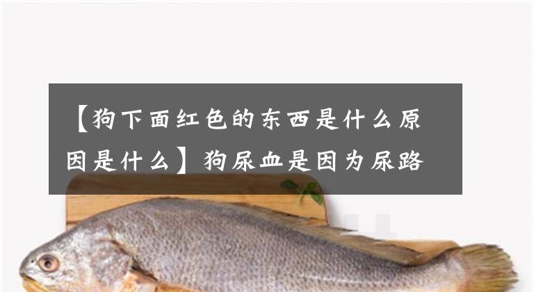 【狗下面红色的东西是什么原因是什么】狗尿血是因为尿路结石吗？可能没那么严重，但只是尿道感染文章配图