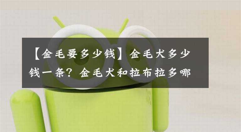 【金毛要多少钱】金毛犬多少钱一条？金毛犬和拉布拉多哪个更好