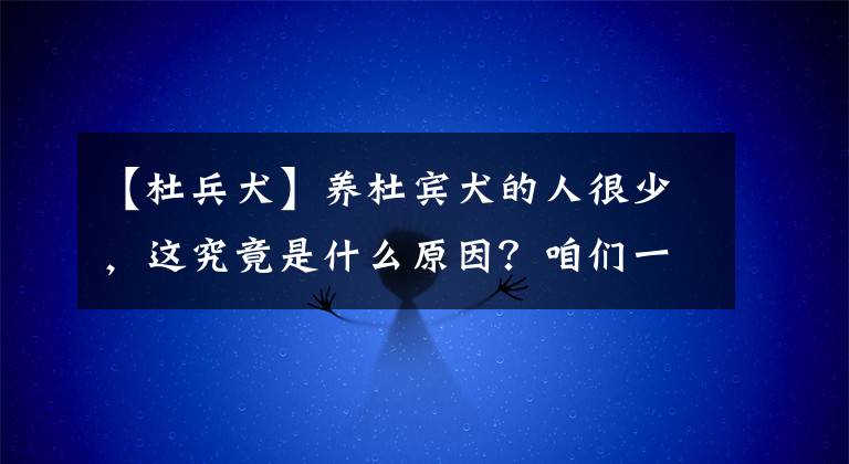 【杜兵犬】养杜宾犬的人很少，这究竟是什么原因？咱们一起分析一下