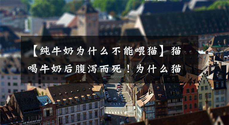 【纯牛奶为什么不能喂猫】猫喝牛奶后腹泻而死！为什么猫不能喝牛奶？文章配图