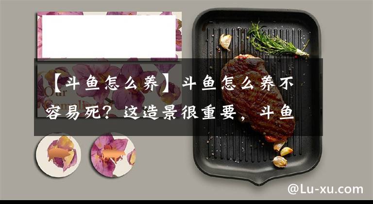 【斗鱼怎么养】斗鱼怎么养不容易死？这造景很重要，斗鱼品系大全与饲养3