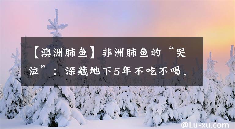 【澳洲肺鱼】非洲肺鱼的“哭泣”：深藏地下5年不吃不喝，却被挖到濒临灭绝