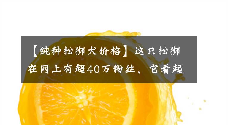 【纯种松狮犬价格】这只松狮在网上有超40万粉丝，它看起来就像一只泰迪熊玩偶