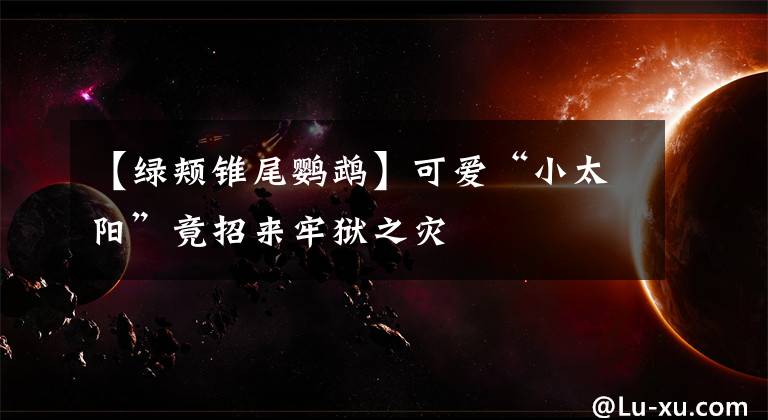 【绿颊锥尾鹦鹉】可爱“小太阳”竟招来牢狱之灾