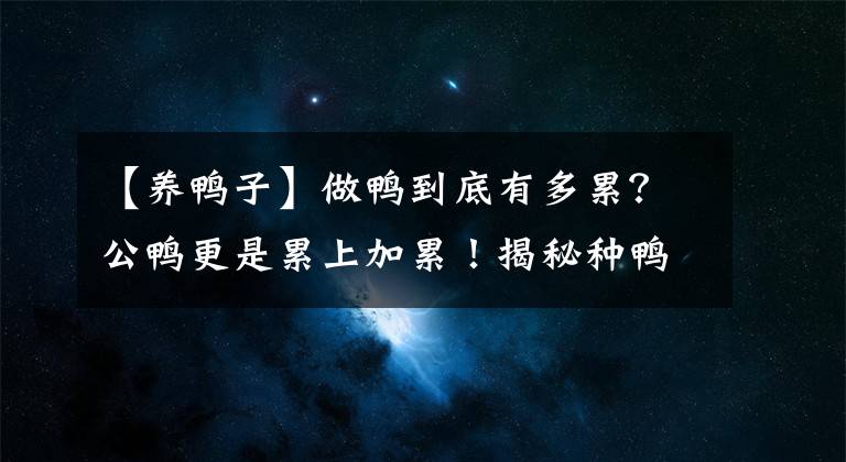 【养鸭子】做鸭到底有多累？公鸭更是累上加累！揭秘种鸭的生活