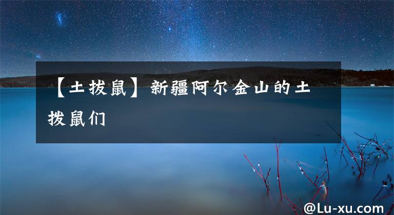 【土拔鼠】新疆阿尔金山的土拨鼠们