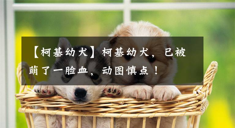 【柯基幼犬】柯基幼犬，已被萌了一脸血，动图慎点！