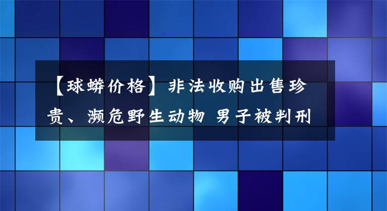 【球蟒价格】非法收购出售珍贵、濒危野生动物 男子被判刑并处罚金还要公开道歉