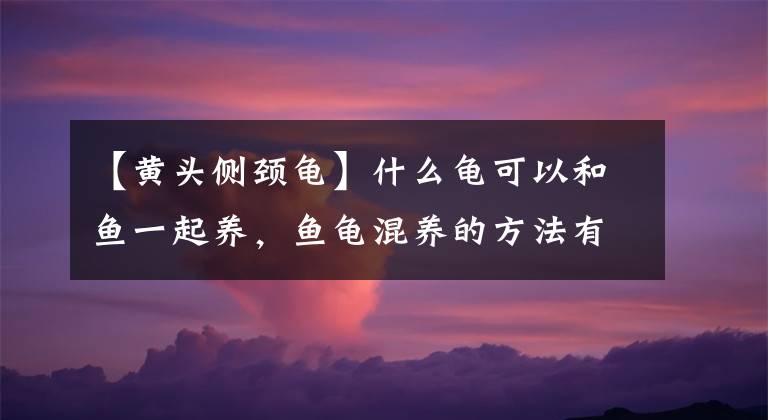 【黄头侧颈龟】什么龟可以和鱼一起养，鱼龟混养的方法有哪些