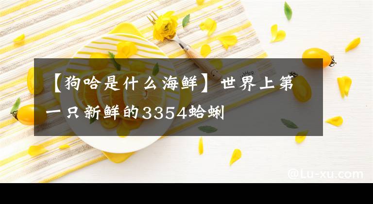 【狗哈是什么海鲜】世界上第一只新鲜的3354蛤蜊