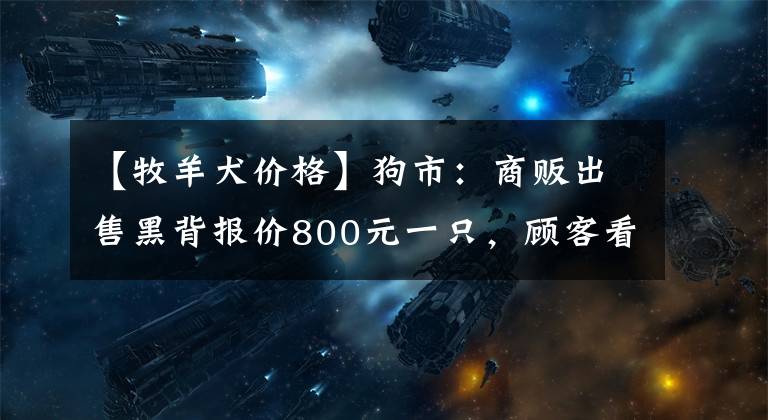 【牧羊犬价格】狗市：商贩出售黑背报价800元一只，顾客看中爽快成交！