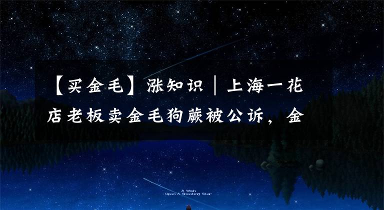 【买金毛】涨知识︱上海一花店老板卖金毛狗蕨被公诉，金毛狗蕨是什么？