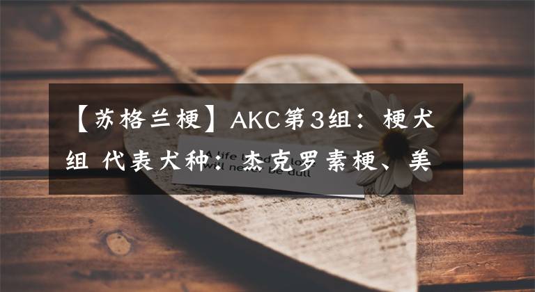 【苏格兰梗】AKC第3组：梗犬组 代表犬种：杰克罗素梗、美国斯塔福梗