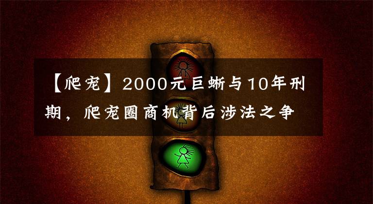 【爬宠】2000元巨蜥与10年刑期，爬宠圈商机背后涉法之争