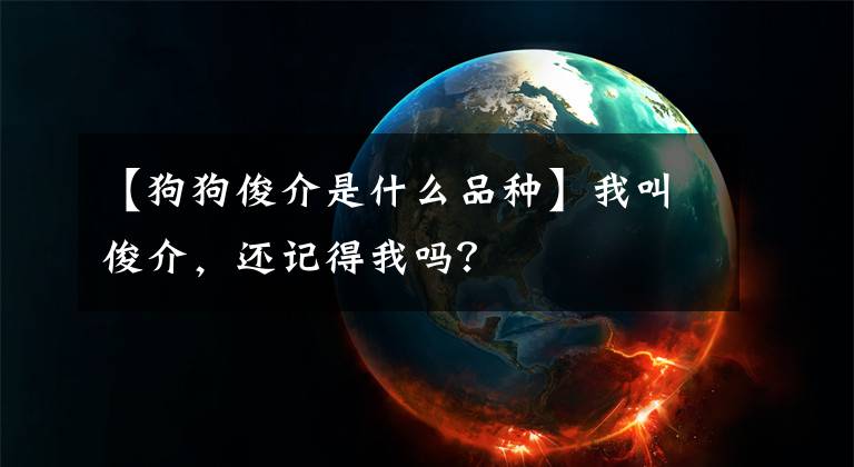 【狗狗俊介是什么品种】我叫俊介，还记得我吗？