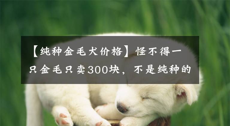 【纯种金毛犬价格】怪不得一只金毛只卖300块，不是纯种的还是只病狗！