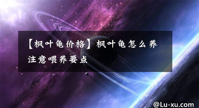 【枫叶龟价格】枫叶龟怎么养 注意喂养要点