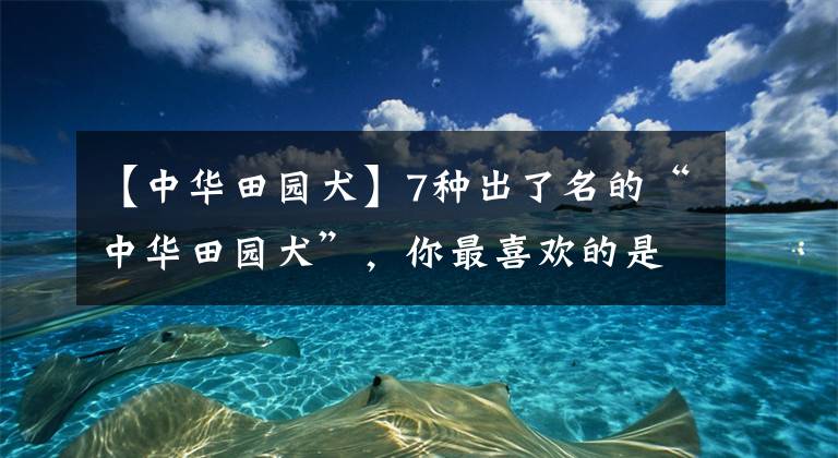 【中华田园犬】7种出了名的“中华田园犬”，你最喜欢的是哪一种？