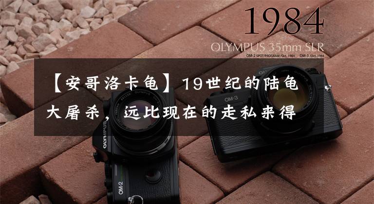 【安哥洛卡龟】19世纪的陆龟大屠杀，远比现在的走私来得更加凶猛