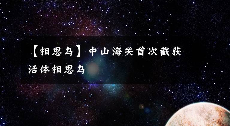 【相思鸟】中山海关首次截获活体相思鸟