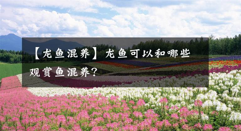 【龙鱼混养】龙鱼可以和哪些观赏鱼混养？