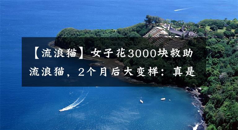 【流浪猫】女子花3000块救助流浪猫，2个月后大变样：真是捡到宝贝了呀