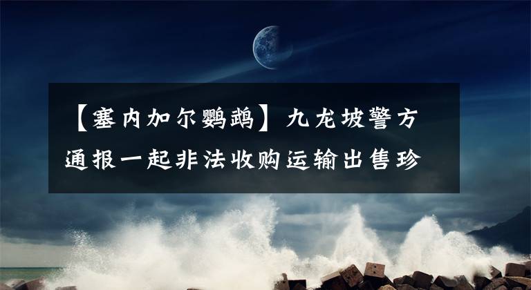 【塞内加尔鹦鹉】九龙坡警方通报一起非法收购运输出售珍贵濒危野生动物案：竟然在网上晒图公开叫卖