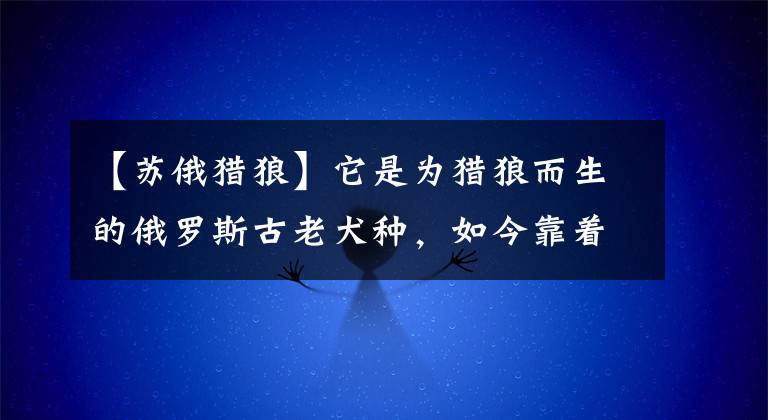 【苏俄猎狼】它是为猎狼而生的俄罗斯古老犬种，如今靠着31厘米长的大鼻子走红