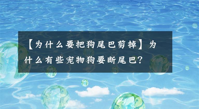 【为什么要把狗尾巴剪掉】为什么有些宠物狗要断尾巴？文章配图