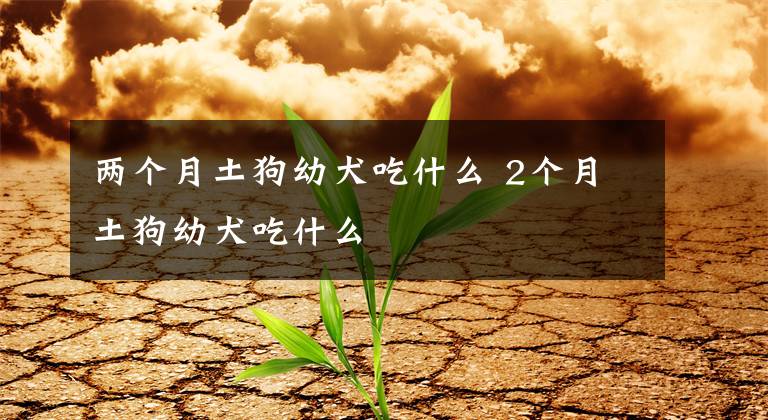 两个月土狗幼犬吃什么 2个月土狗幼犬吃什么文章配图