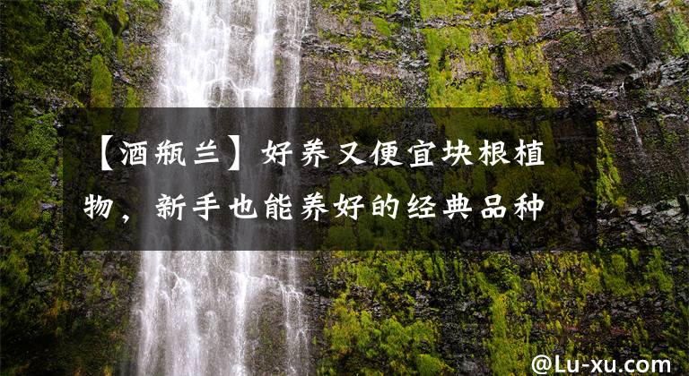 【酒瓶兰】好养又便宜块根植物，新手也能养好的经典品种——酒瓶兰